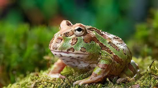 Green Horned Frog Ceratophrys Cranwelli 5cm - Real Aquatics