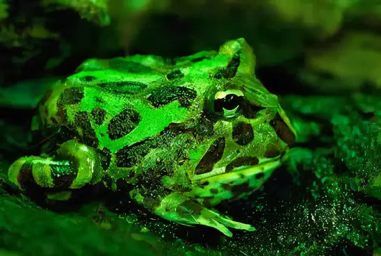 Green Horned Frog Ceratophrys Cranwelli 5cm - Real Aquatics