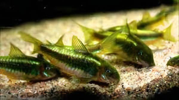 Green Laser Corydoras SP CW009 3cm Catfish - Real Aquatics