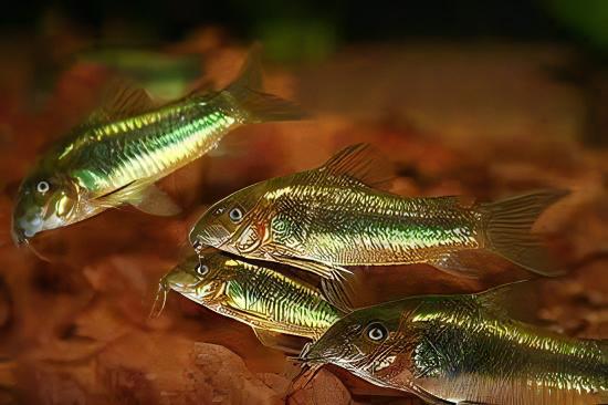 Green Laser Corydoras SP CW009 3cm Catfish - Real Aquatics