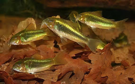 Green Laser Corydoras SP CW009 3cm Catfish - Real Aquatics