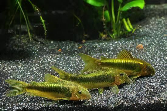 Green Laser Corydoras SP CW009 3cm Catfish - Real Aquatics
