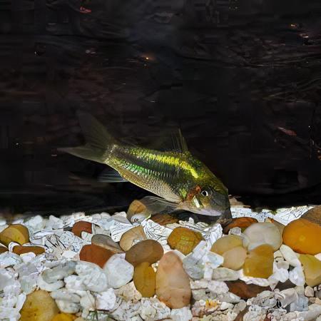 Green Laser Corydoras SP CW009 3cm Catfish - Real Aquatics