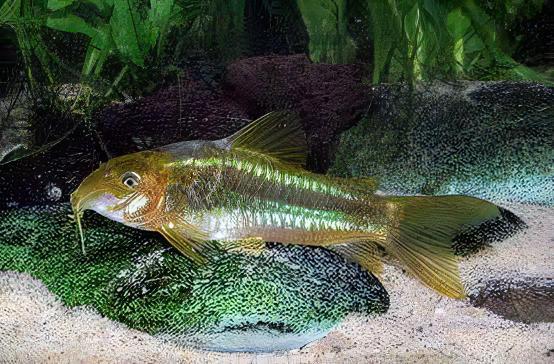 Green Laser Corydoras SP CW009 3cm Catfish - Real Aquatics