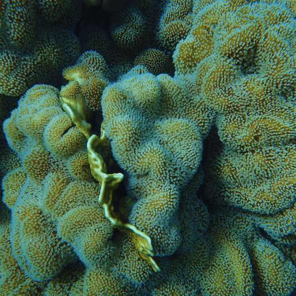Green Leather Soft Coral Sarcophyton Glaucum - Real Aquatics