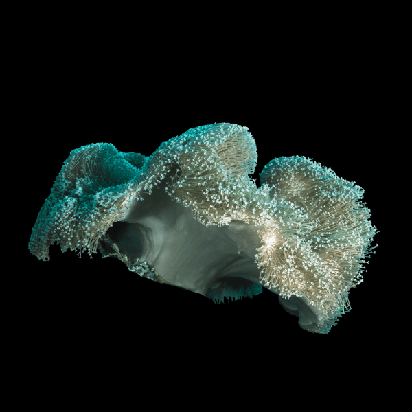 Green Leather Soft Coral Sarcophyton Glaucum - Real Aquatics
