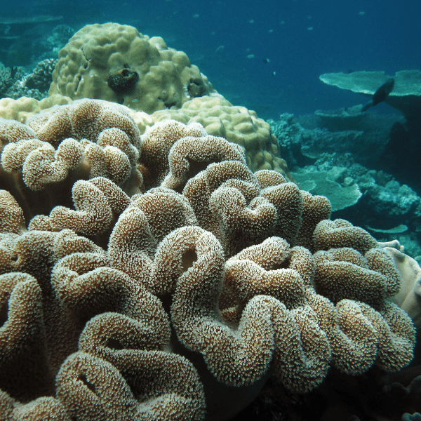 Green Leather Soft Coral Sarcophyton Glaucum - Real Aquatics