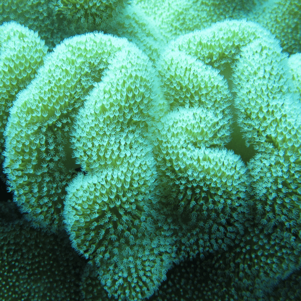 Green Leather Soft Coral Sarcophyton Glaucum - Real Aquatics