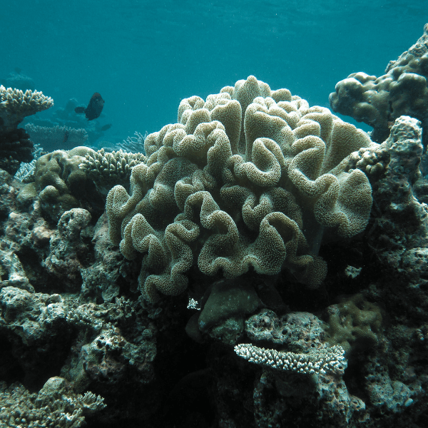 Green Leather Soft Coral Sarcophyton Glaucum - Real Aquatics