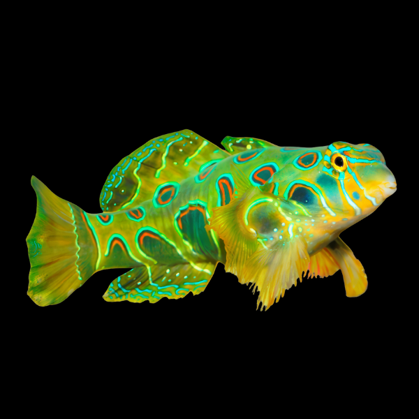 Green Mandarin Dragonette Synchiropus Splendidus - Real Aquatics