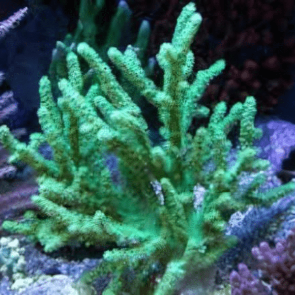 Green Medusa Soft Coral Sinularia Flexibilis - Real Aquatics