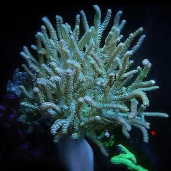 Green Medusa Soft Coral Sinularia Flexibilis - Real Aquatics