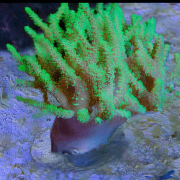 Green Medusa Soft Coral Sinularia Flexibilis - Real Aquatics