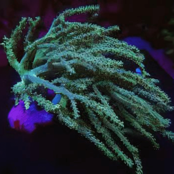 Green Medusa Soft Coral Sinularia Flexibilis - Real Aquatics