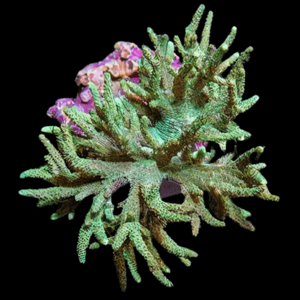 Green Medusa Soft Coral Sinularia Flexibilis - Real Aquatics