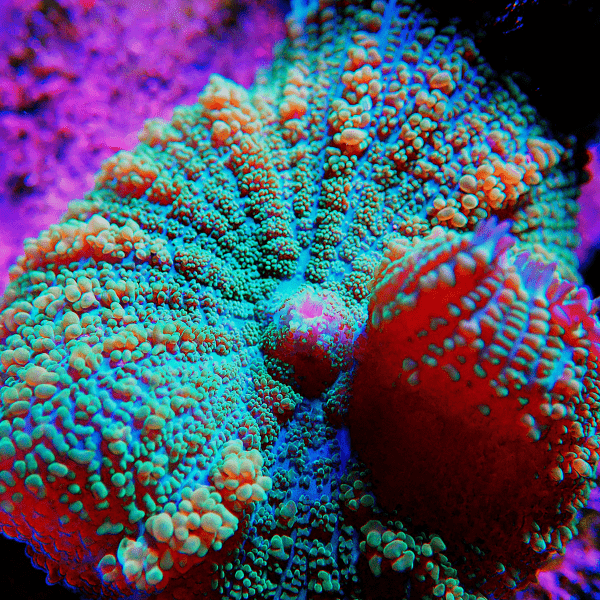 Green Mushroom Coral Frag Rhodactis Sp - Real Aquatics