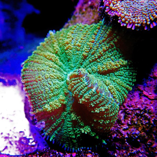 Green Mushroom Coral Frag Rhodactis Sp - Real Aquatics