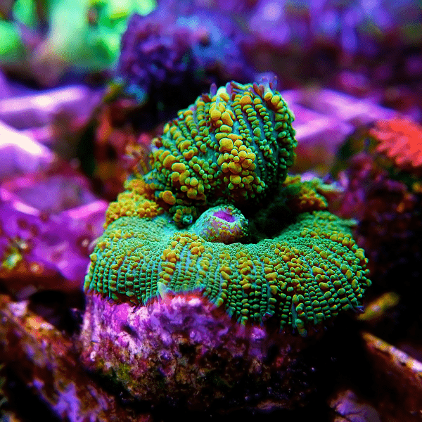 Green Mushroom Coral Frag Rhodactis Sp - Real Aquatics