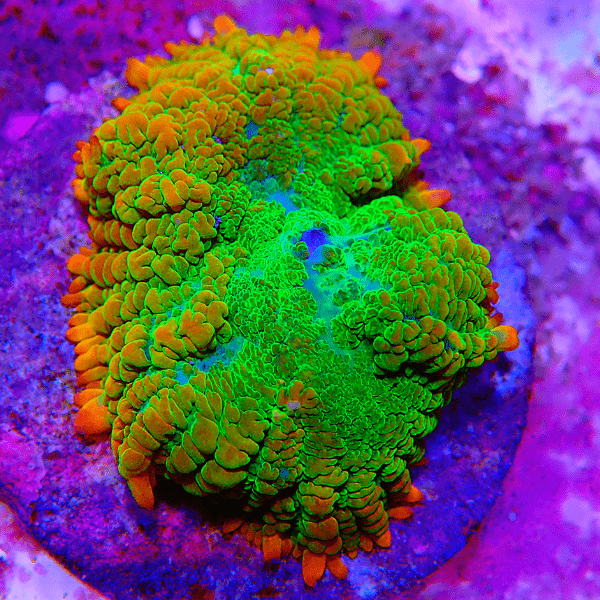 Green Mushroom Coral Frag Rhodactis Sp - Real Aquatics