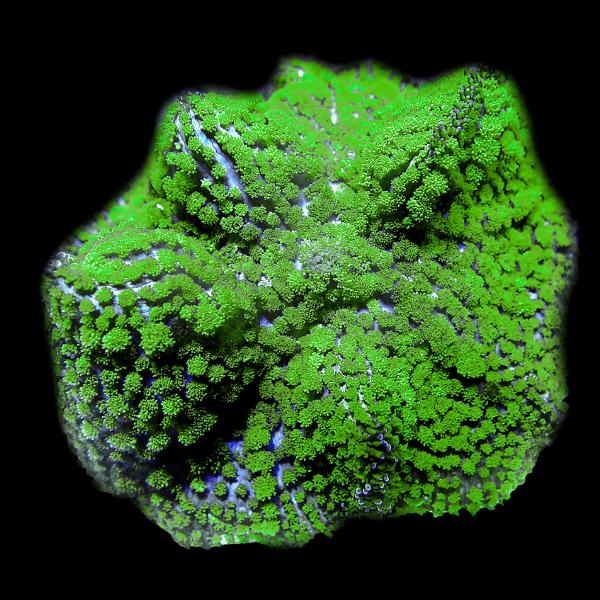 Green Mushroom Coral Frag Rhodactis Sp - Real Aquatics