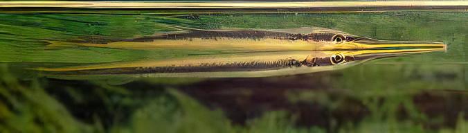 Green Needle Pike Potamorrhapis Guianensis 10cm - Real Aquatics