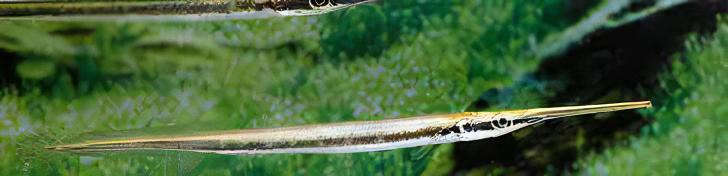 Green Needle Pike Potamorrhapis Guianensis 10cm - Real Aquatics