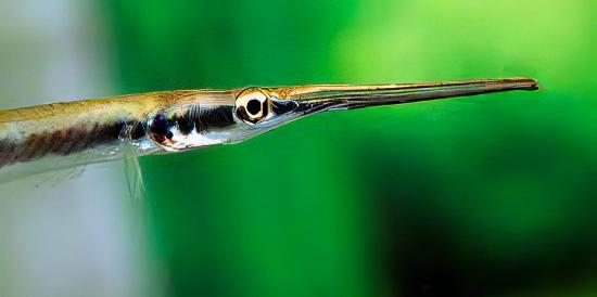 Green Needle Pike Potamorrhapis Guianensis 10cm - Real Aquatics
