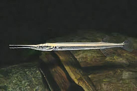 Green Needle Pike Potamorrhapis Guianensis 10cm - Real Aquatics