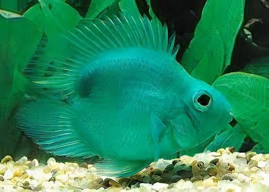 Green Parrot Fish Hybrid Amphilophus citrinellus Vieja melanurus 5cm - Real Aquatics