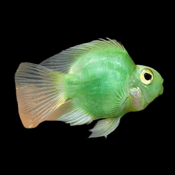 Green Parrot Fish Hybrid Amphilophus citrinellus Vieja melanurus 5cm - Real Aquatics