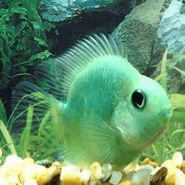 Green Baby Parrot Fish Hybrid Amphilophus citrinellus Vieja melanurus 3cm - Real Aquatics