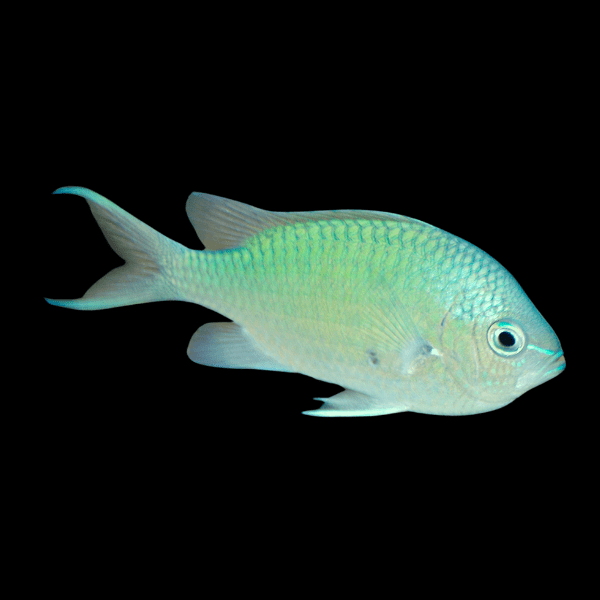 Green Reef Chromis Chromis Viridis - Real Aquatics