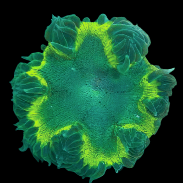Green Rock Flower Anemone Epicystis Crucifer