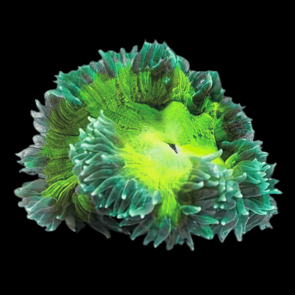 Green Rock Flower Anemone Epicystis Crucifer