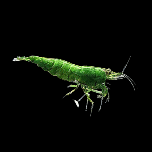 Green Shrimp Neocaridina 2cm - Real Aquatics