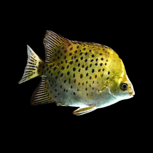 Green Spotted Scat Scatophagus Argus 4cm - Real Aquatics