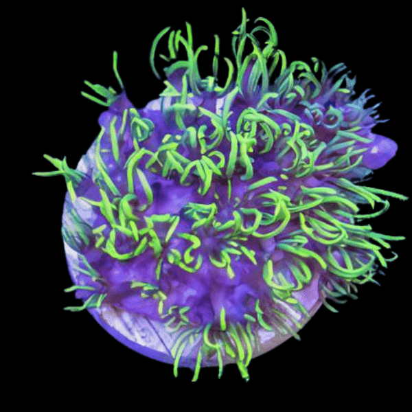 Green Star Polyp Coral Frag Goniopora Sp - Real Aquatics