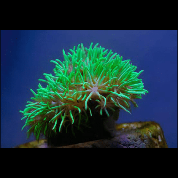 Green Star Polyp Coral Frag Goniopora Sp - Real Aquatics