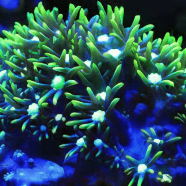 Green Star Polyp Coral Frag Goniopora Sp - Real Aquatics