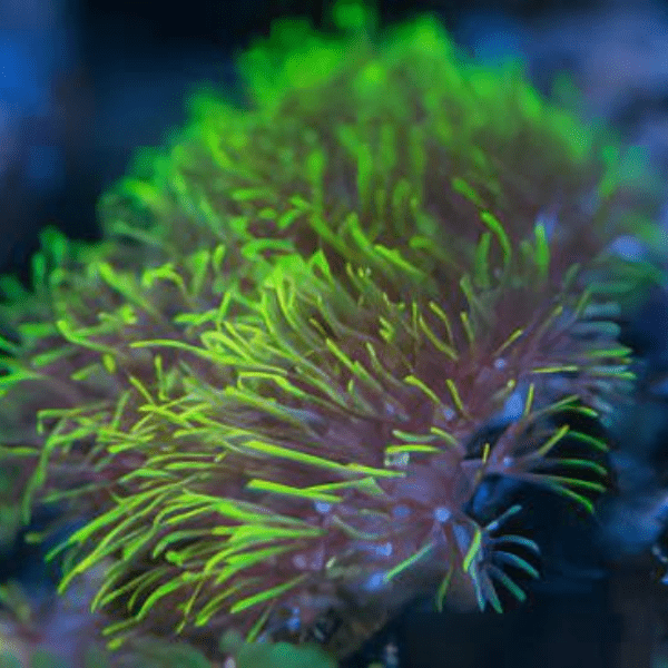 Green Star Polyp Coral Frag Goniopora Sp - Real Aquatics