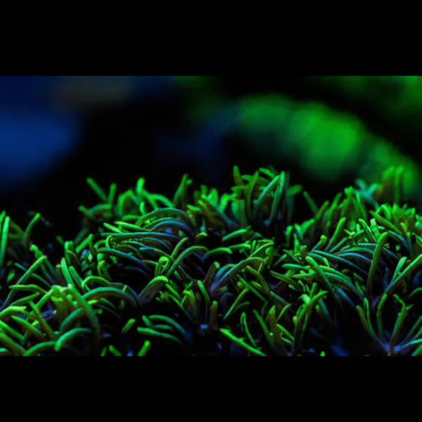Green Star Polyp Coral Frag Goniopora Sp - Real Aquatics