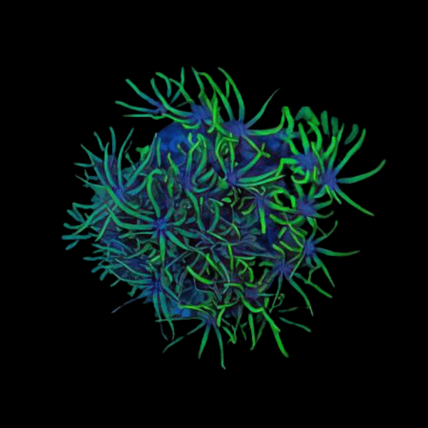 Green Star Polyp Coral Frag Goniopora Sp - Real Aquatics