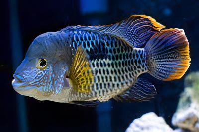 Green Terror Cichlid Andinoacara Rivulatus