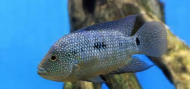 Green Texas Cichlid Herichthys Cyanoguttatus