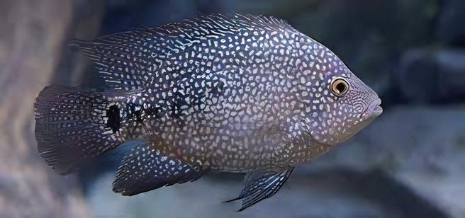Green Texas Cichlid Herichthys Cyanoguttatus