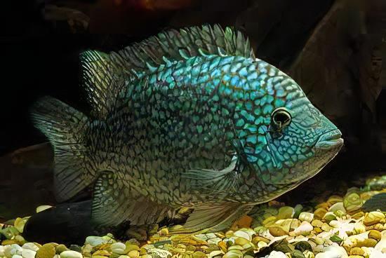 Green Texas Cichlid Herichthys Cyanoguttatus