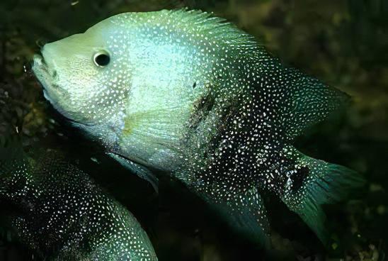 Green Texas Cichlid Herichthys Cyanoguttatus