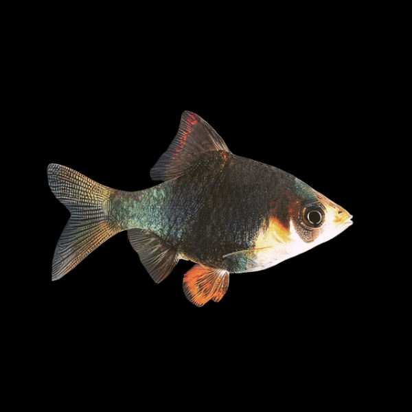 Green Tiger Barb Puntius Tetrazona 3cm - Real Aquatics