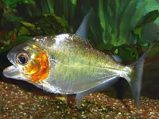 Green Tiger Manuel's Piranha Serrasalmus Manuelli 10cm - Real Aquatics