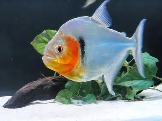 Green Tiger Manuel's Piranha Serrasalmus Manuelli 10cm - Real Aquatics